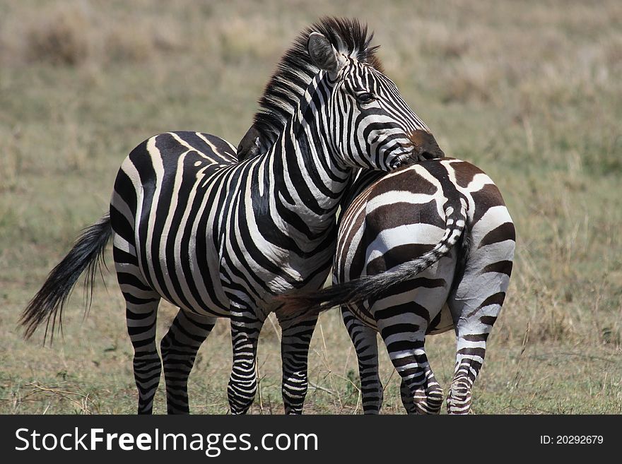 Zebras making friends in Serengeti