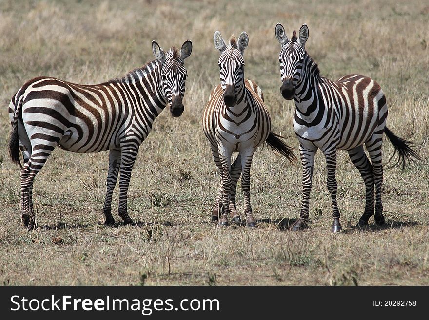 3 Zebra friends in Serengeti plains