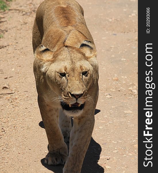 Lion lady on the way in Serengeti
