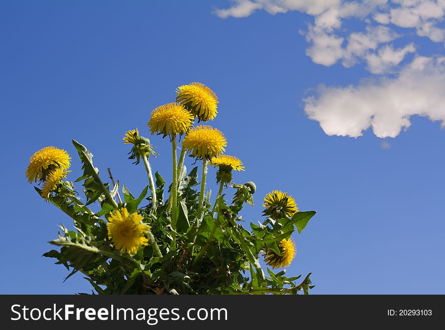 Dandelions with blue sky
