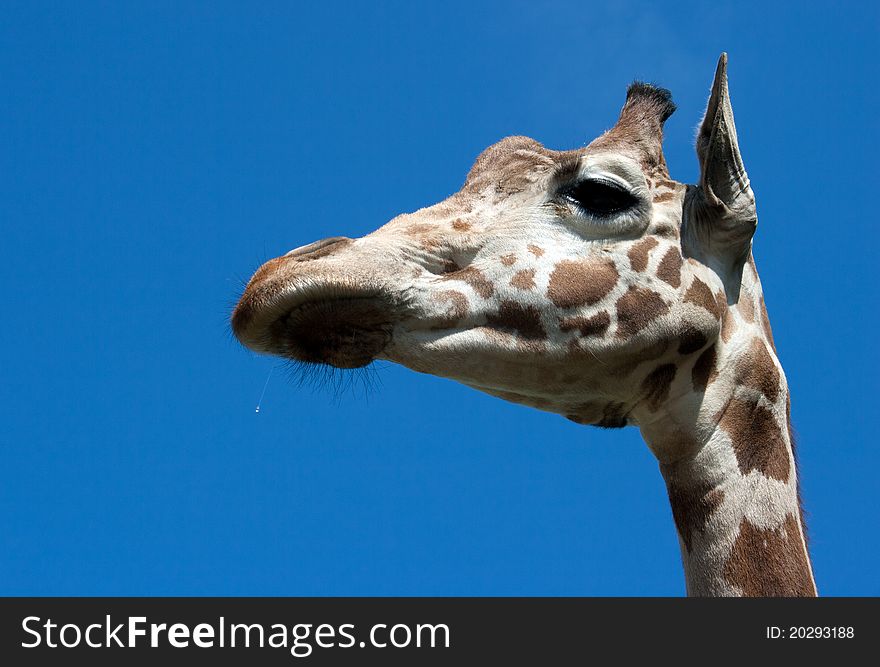 Giraffe's head in the city zoo on blue sky background