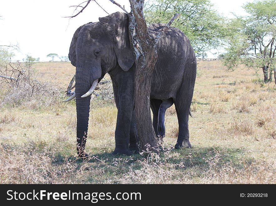 Elephant father with in Serengeti