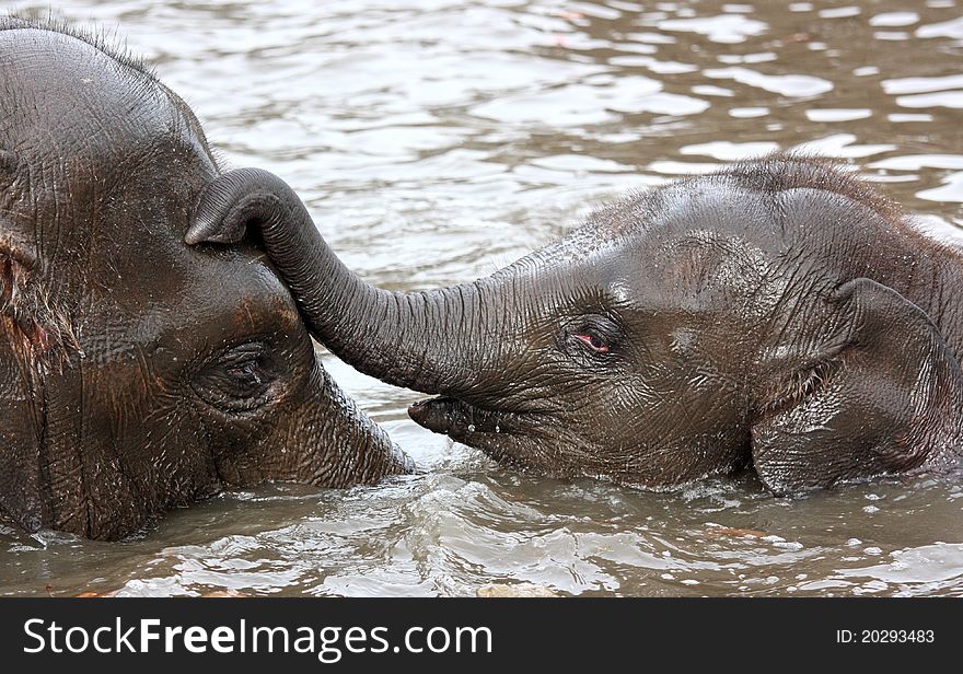 Cute young elephants having a tender moment while playing in water. Cute young elephants having a tender moment while playing in water