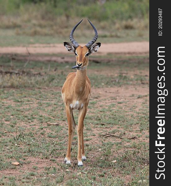 Watching Impala in Serengeti plains