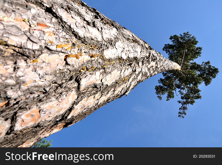 Pine aspiring upwards, in the sky. Pine aspiring upwards, in the sky