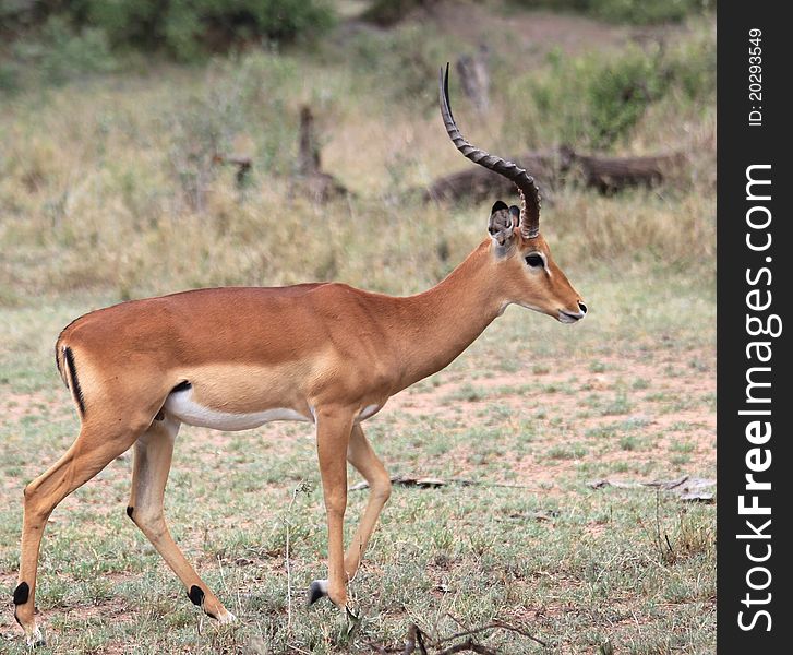 Impala walking in Serengeti grass