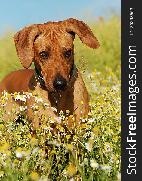 Rhodesian ridgeback in the field of chamomiles. Rhodesian ridgeback in the field of chamomiles