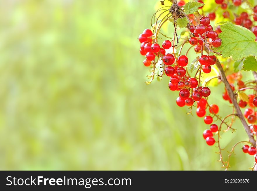 A branch of red currants on a green background. A branch of red currants on a green background.
