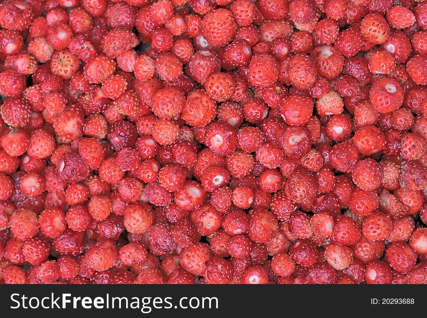 Strawberries. Forest red berries. The texture of wild strawberries. Scattering of ripe berries. Useful forest products. Harvested by hand. Strawberries. Forest red berries. The texture of wild strawberries. Scattering of ripe berries. Useful forest products. Harvested by hand.