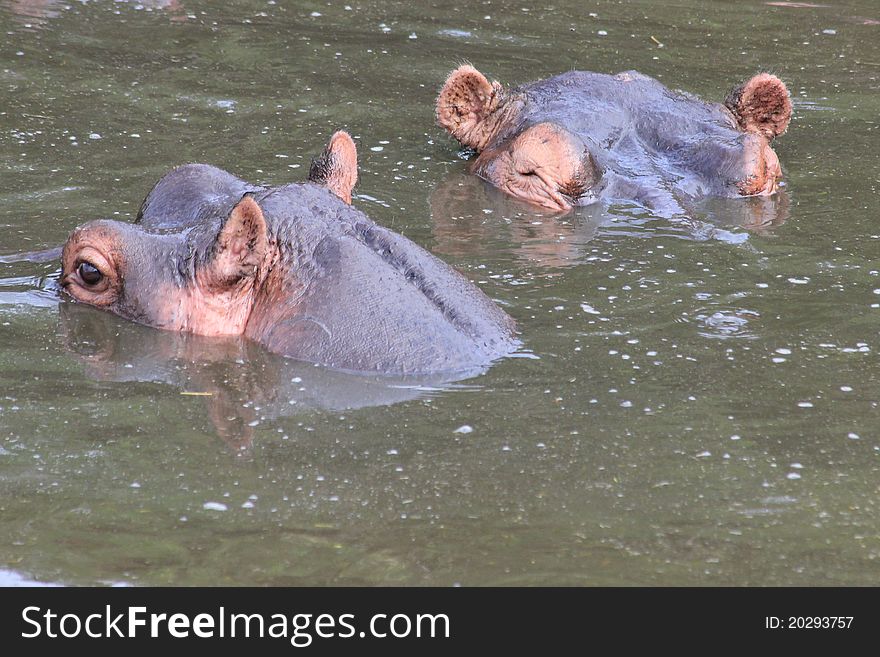 Hippopotamuses in dark lake water in Serengeti