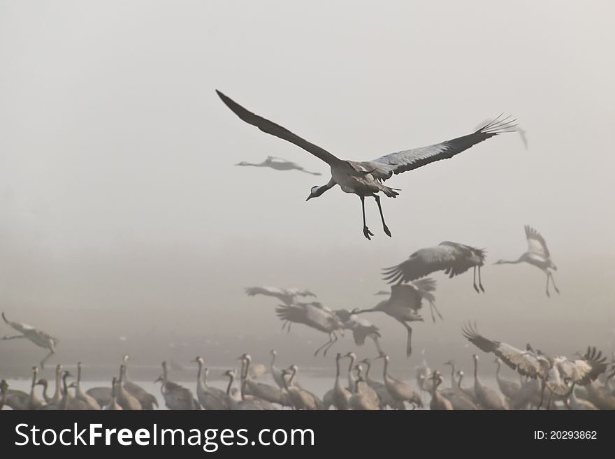 Crane at landing at agamon lake in fog