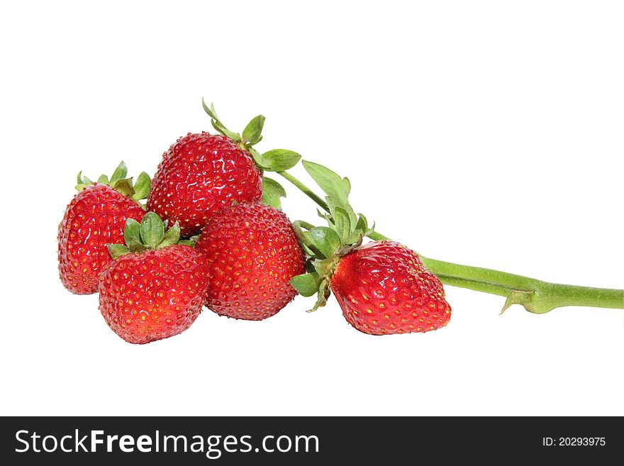 Sprig of fresh tasty strawberries on a white background. Sprig of fresh tasty strawberries on a white background