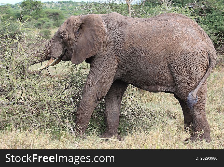 Elephant in the bush in Serengeti