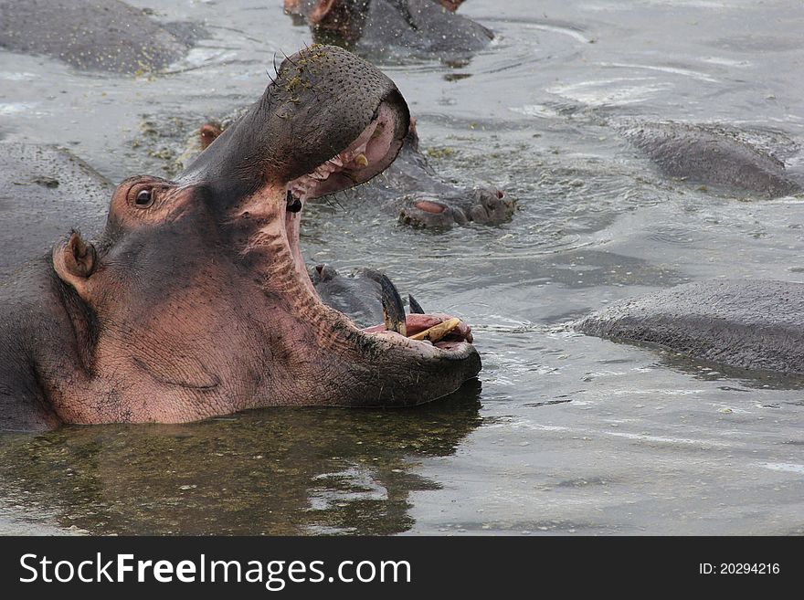 Hippopotamus with open mouth in Serengeti