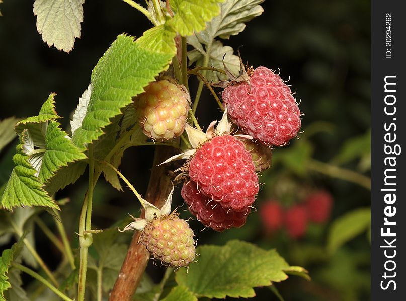 Red berries of a raspberry hang on a branch. Red berries of a raspberry hang on a branch