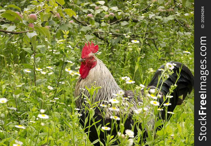 Rooster in the garden between the trees and flowers. Rooster in the garden between the trees and flowers