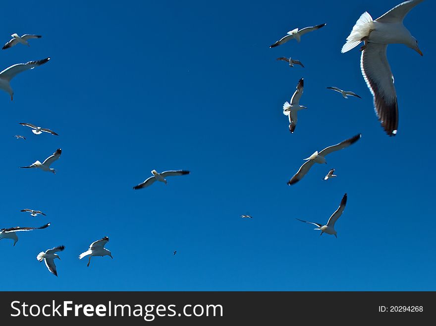 Many sea gulls flying over