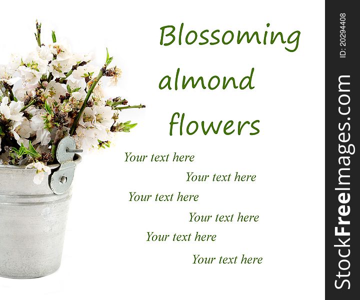 Blossoming almond flowers bouquet isolated on white background