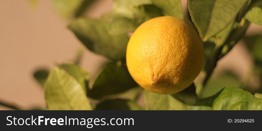 Lemon from Sicily for tasty and healthy juice
