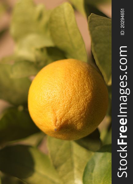 Lemon from Sicily for tasty and healthy juice