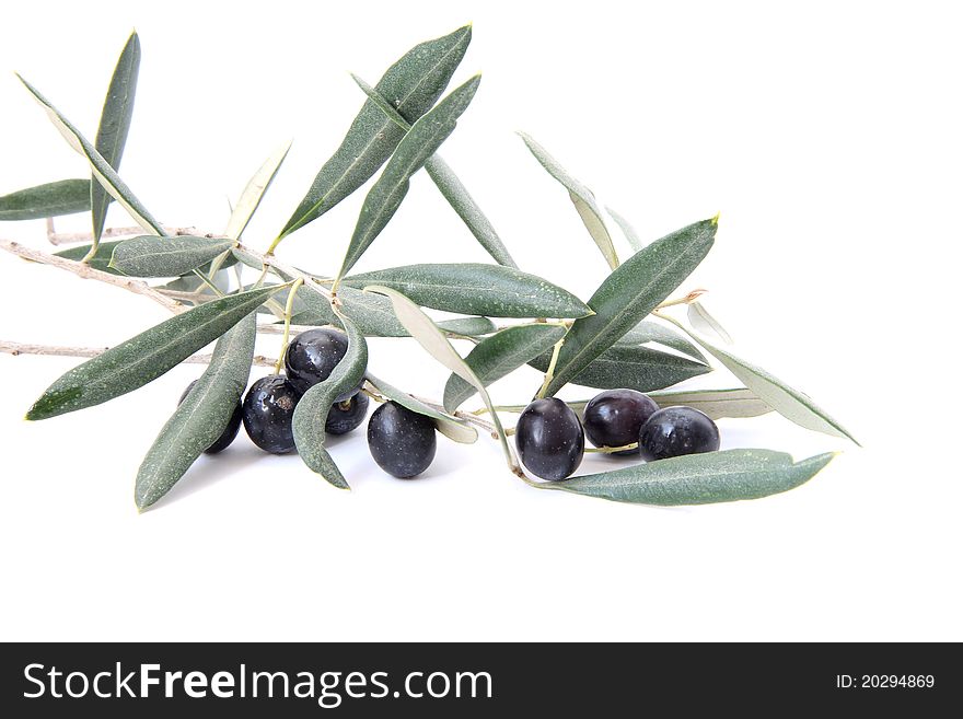 Black Olives isolated on white