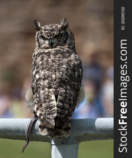 Eagle Owl On A Perch