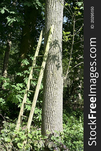 An old wooden ladder in the forest. An old wooden ladder in the forest