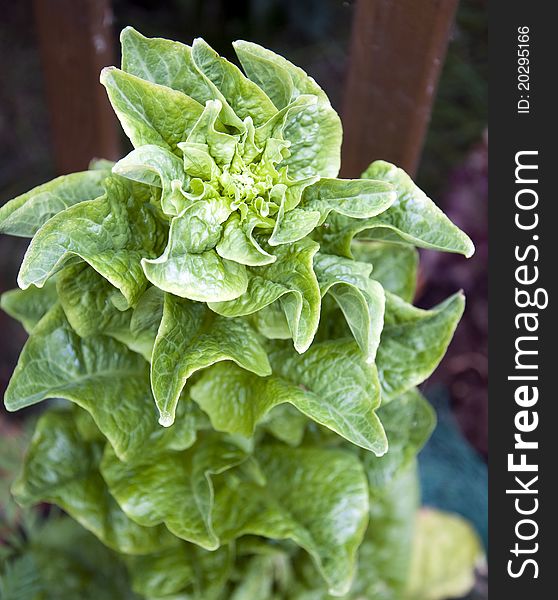 A spiral lettuce growing very tall