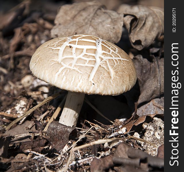 Solitary Wild Mushroom