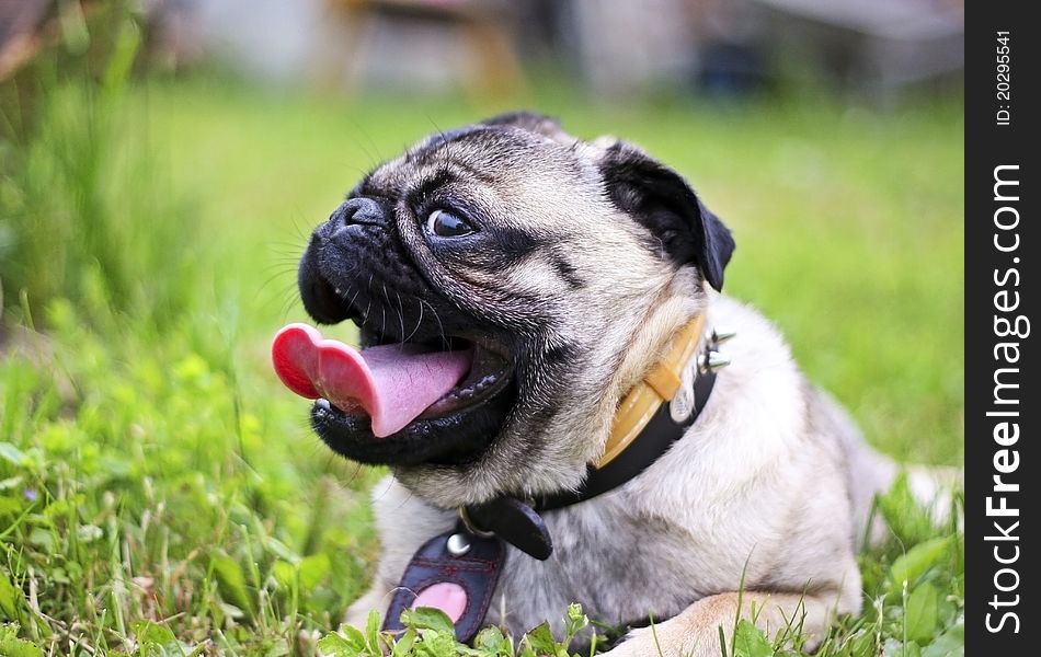 Close Up Of Pug In The Grass