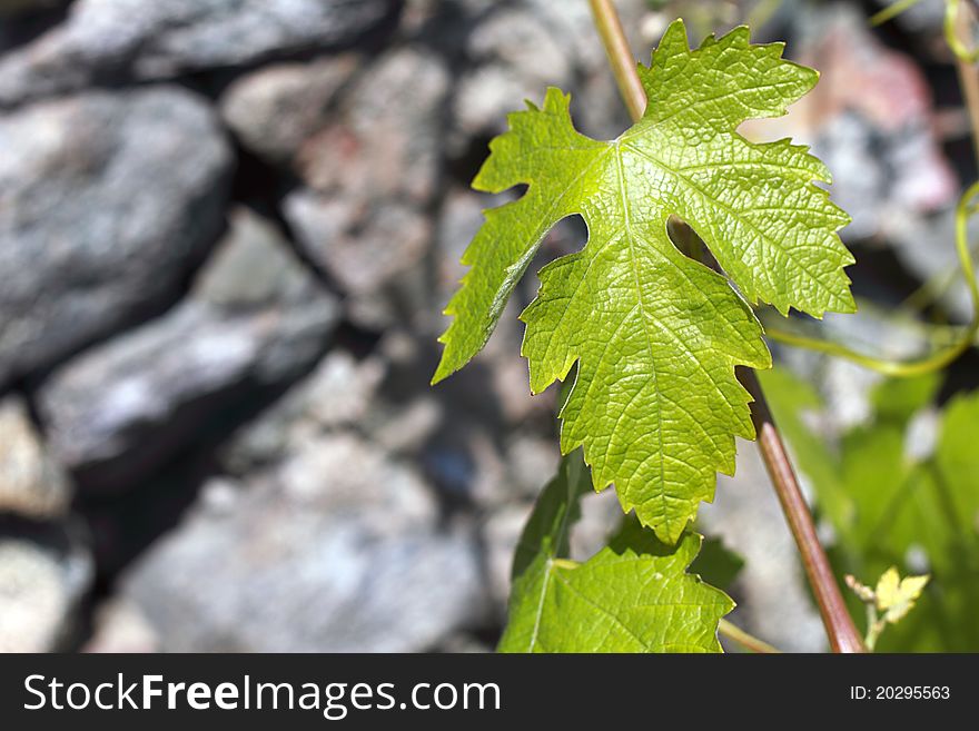 vineyards in Valtellina, northern Italy (red and white wine)