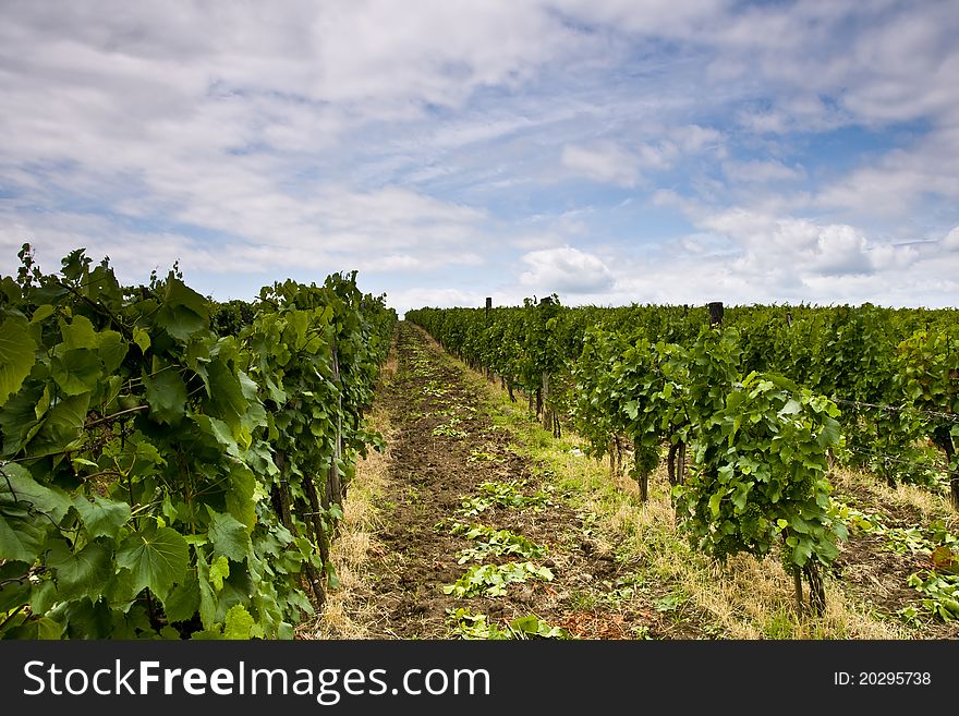 Vineyard and blue sky