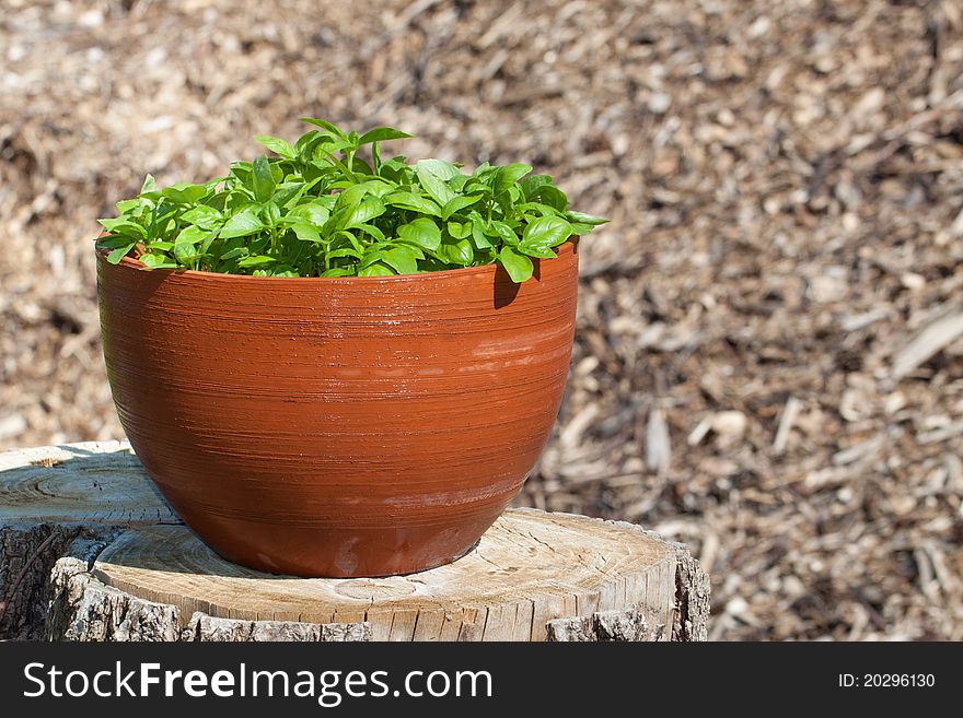 Herbs in Pots. Basil. Fresh and healthy.