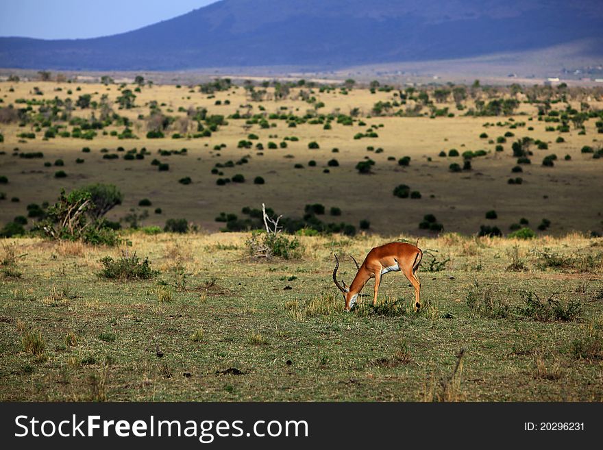 The really quite moment, we able to hear the deer eaten. The really quite moment, we able to hear the deer eaten