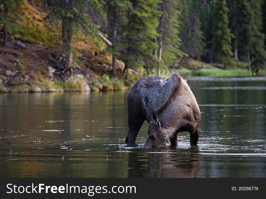 Moose Searching For Food In The Lake