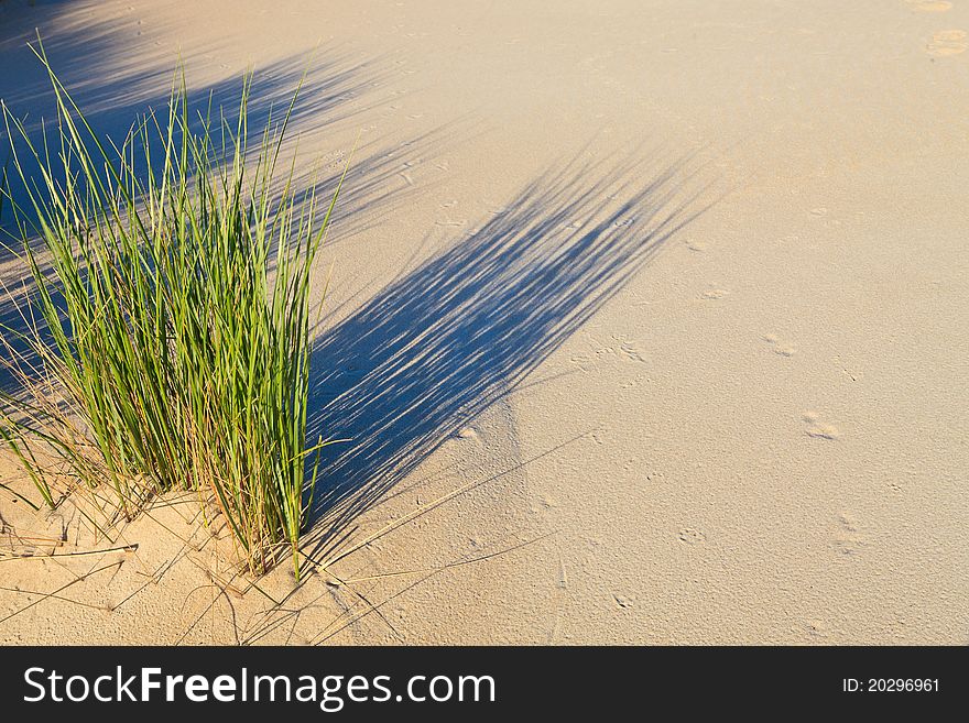 Close up of sand dune with helmet grass