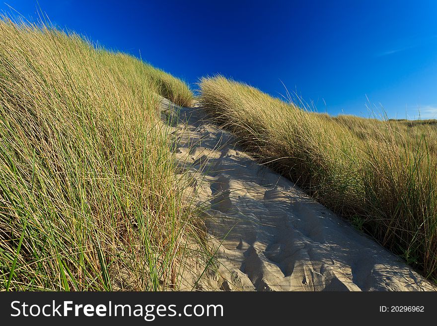 Trail in sand dunes with helmet grass