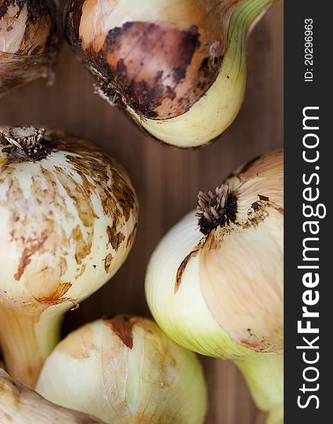 A group of freshly harvested onions, roots cut, drying in the sun. A group of freshly harvested onions, roots cut, drying in the sun.