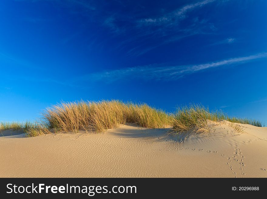 Sand dunes with helmet grass