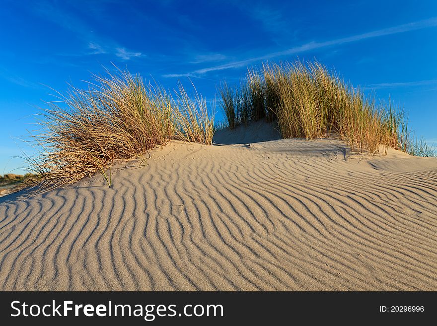 Sand Dunes With Helmet Grass