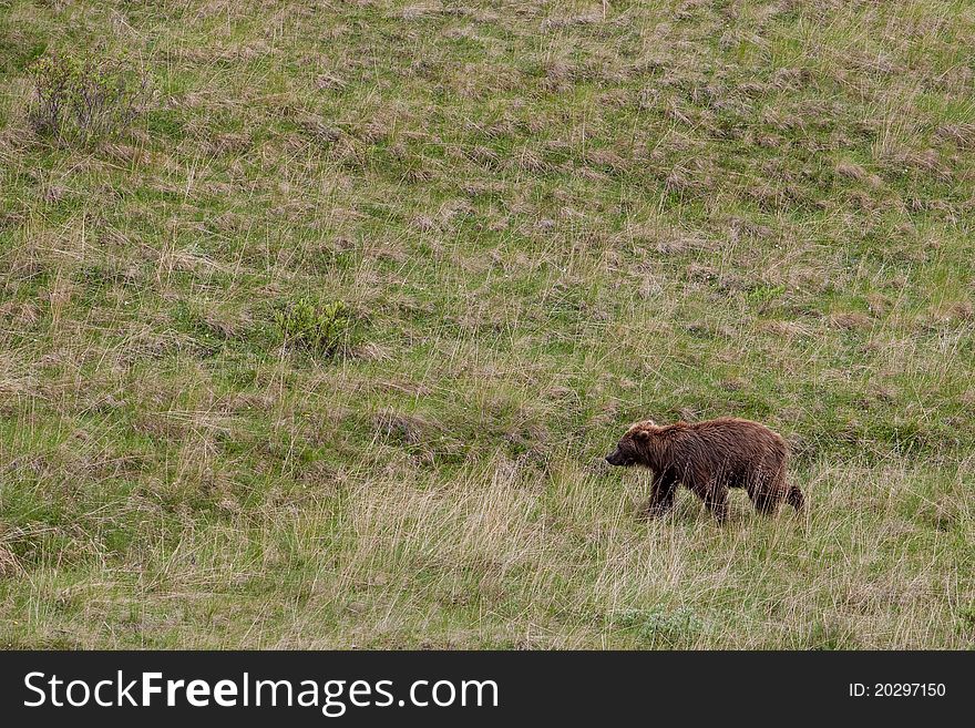 Grizzly bear on the grass field