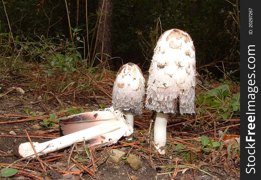 Coprinus comatus is a choice edible found in early Fall. Coprinus comatus is a choice edible found in early Fall.