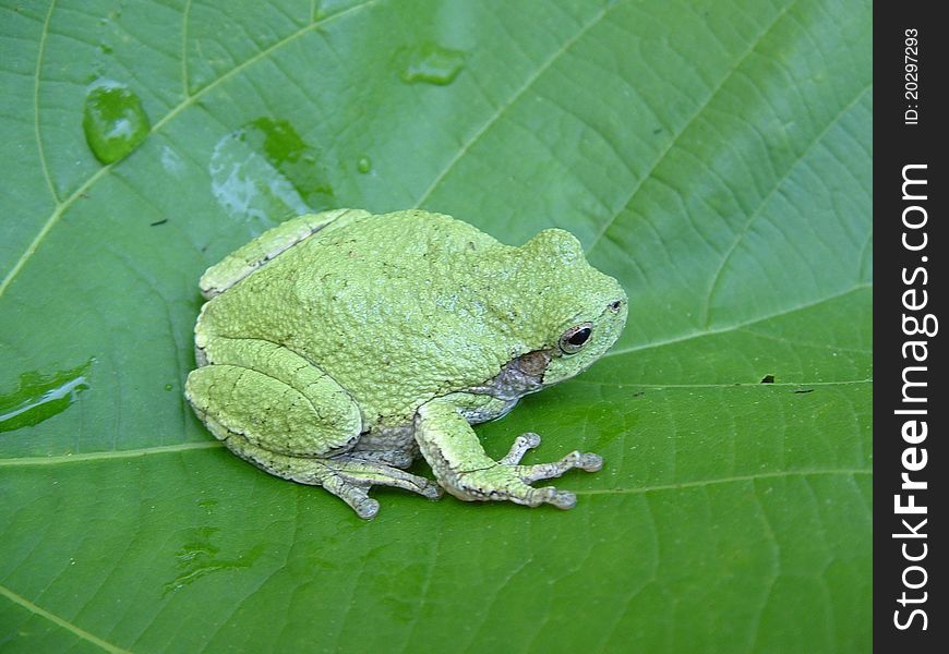 Displaying its ability to change color, this grey treefrog is seen here in its green phase. Displaying its ability to change color, this grey treefrog is seen here in its green phase.