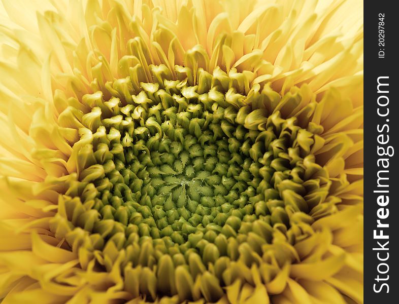 Closed up petals of Sunflower