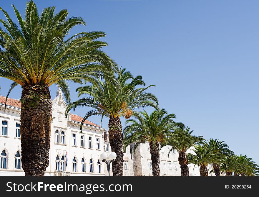 Palm Promenade In Split