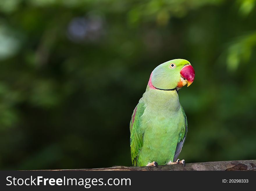 Green Parrot Bird with natural background