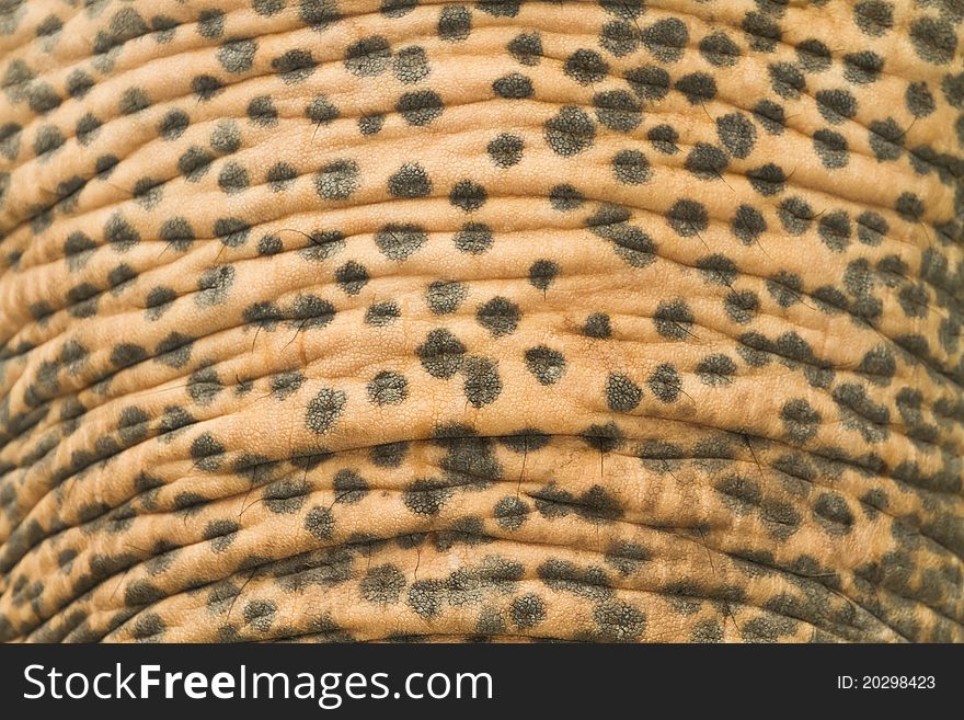 Close up on skin texture of an elephant. Close up on skin texture of an elephant