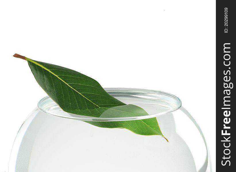 Green leaf on water on white background