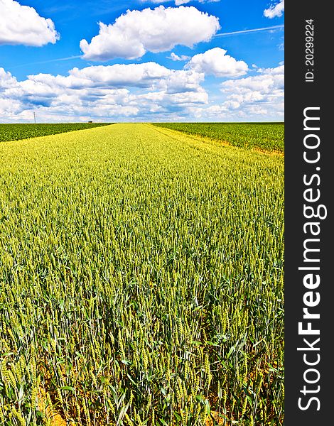 Corn field in summer with blue sky and clouds