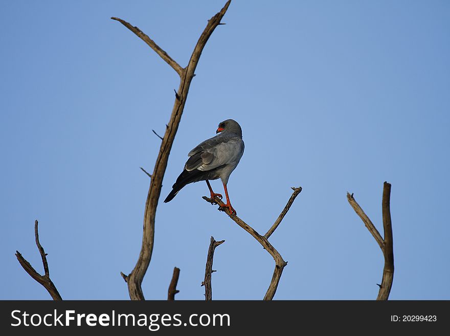 Southern Pale Chanting Goshawk silhouetted against the blue African sky